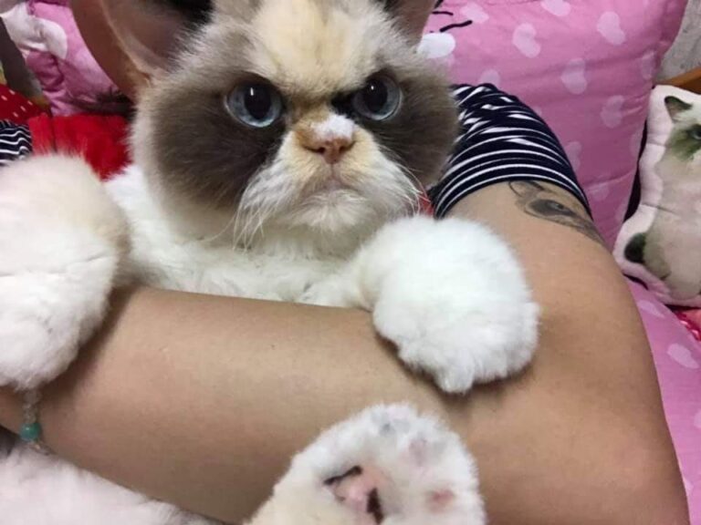 Grumpy Cat’s Long Lost Brother Is Conquering The Internet!